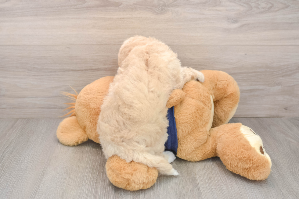 Little Bichpoo Poodle Mix Puppy