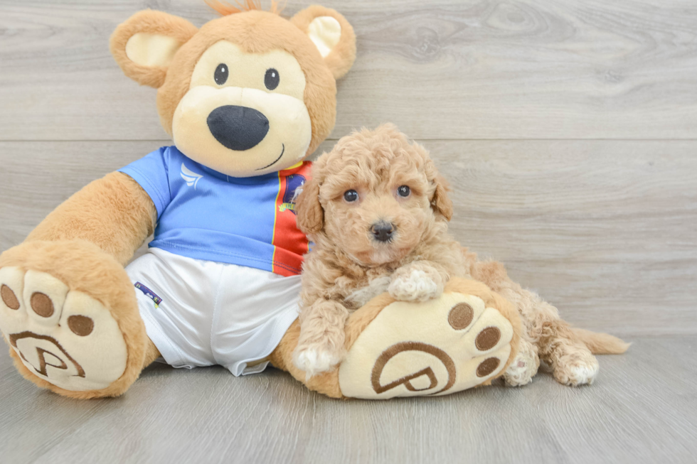 Best Poochon Baby