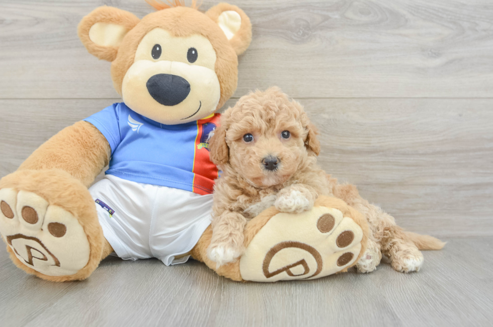 5 week old Poochon Puppy For Sale - Seaside Pups