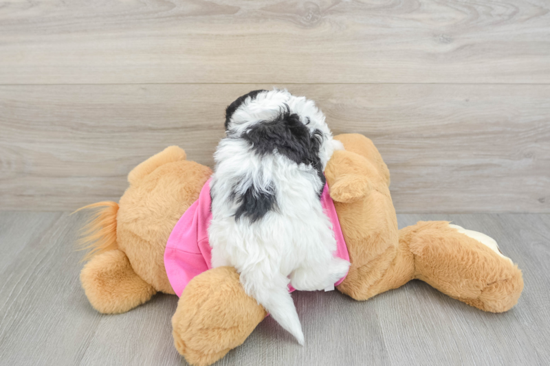 Meet Zoe - our Poochon Puppy Photo 2/3 - Seaside Pups