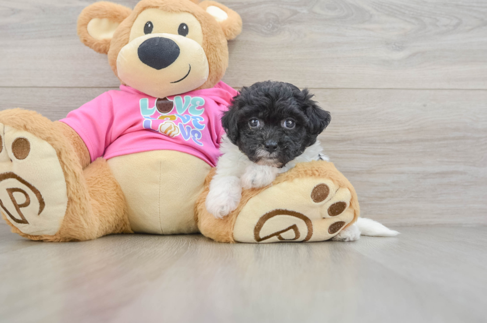 6 week old Poochon Puppy For Sale - Seaside Pups