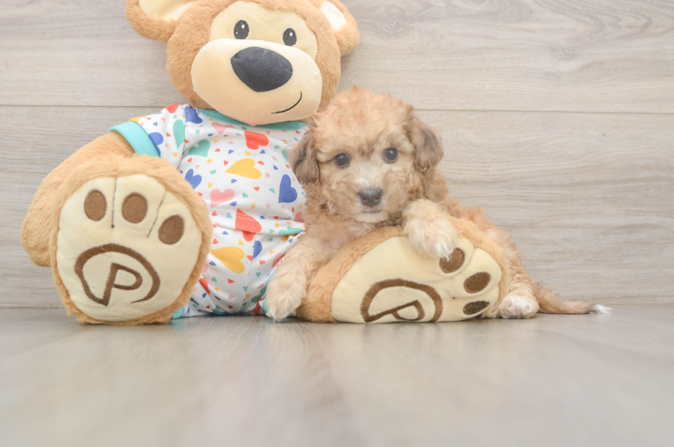 5 week old Poochon Puppy For Sale - Seaside Pups