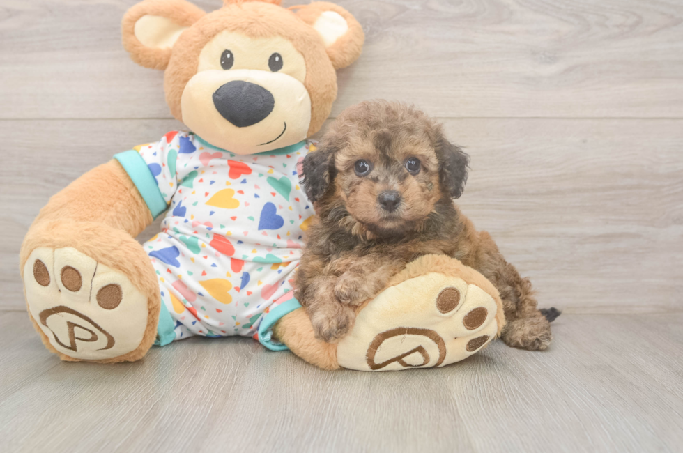 5 week old Poochon Puppy For Sale - Seaside Pups