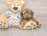 8 week old Poochon Puppy For Sale - Seaside Pups 8 week old Poochon Puppy For Sale - Seaside Pups