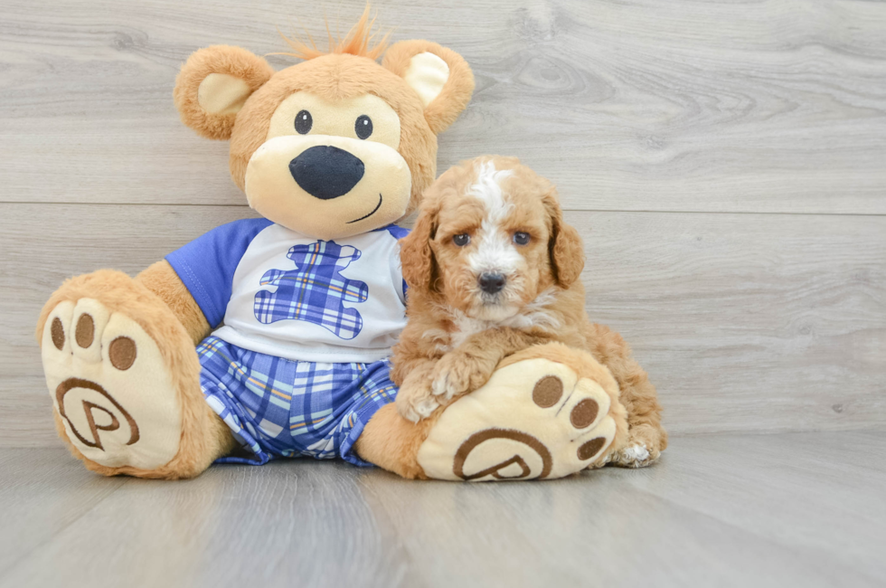 7 week old Poodle Puppy For Sale - Seaside Pups