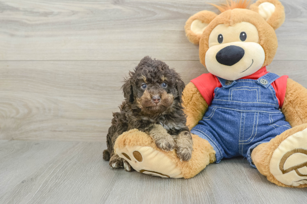 5 week old Poodle Puppy For Sale - Seaside Pups