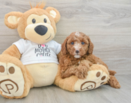 7 week old Poodle Puppy For Sale - Seaside Pups