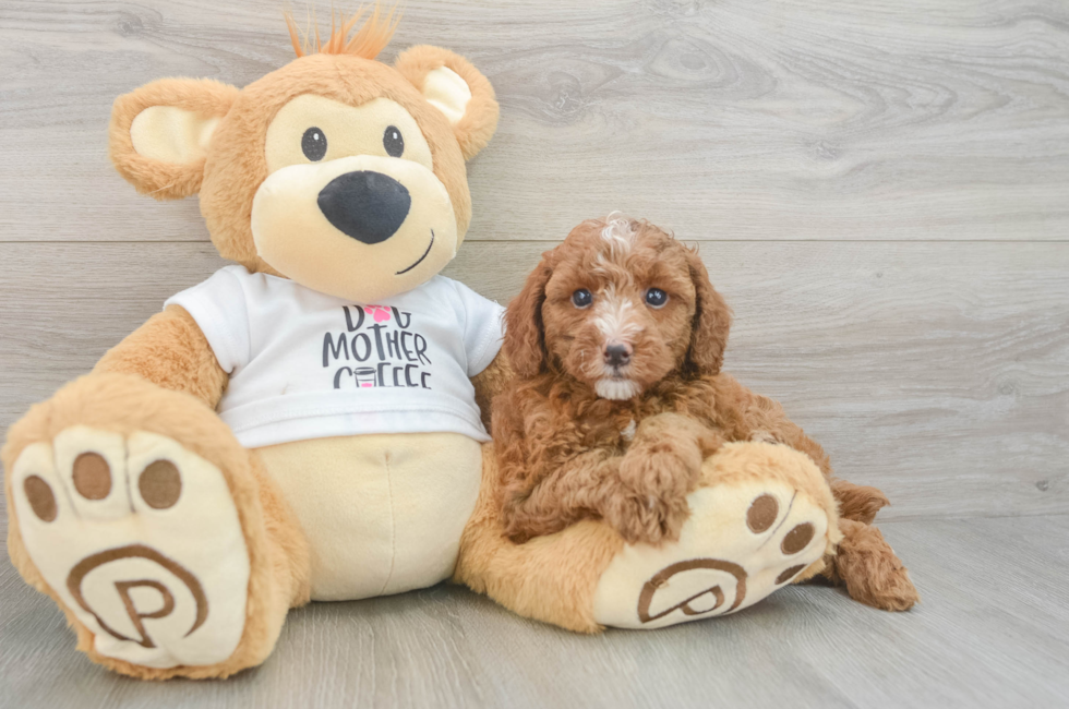6 week old Poodle Puppy For Sale - Seaside Pups