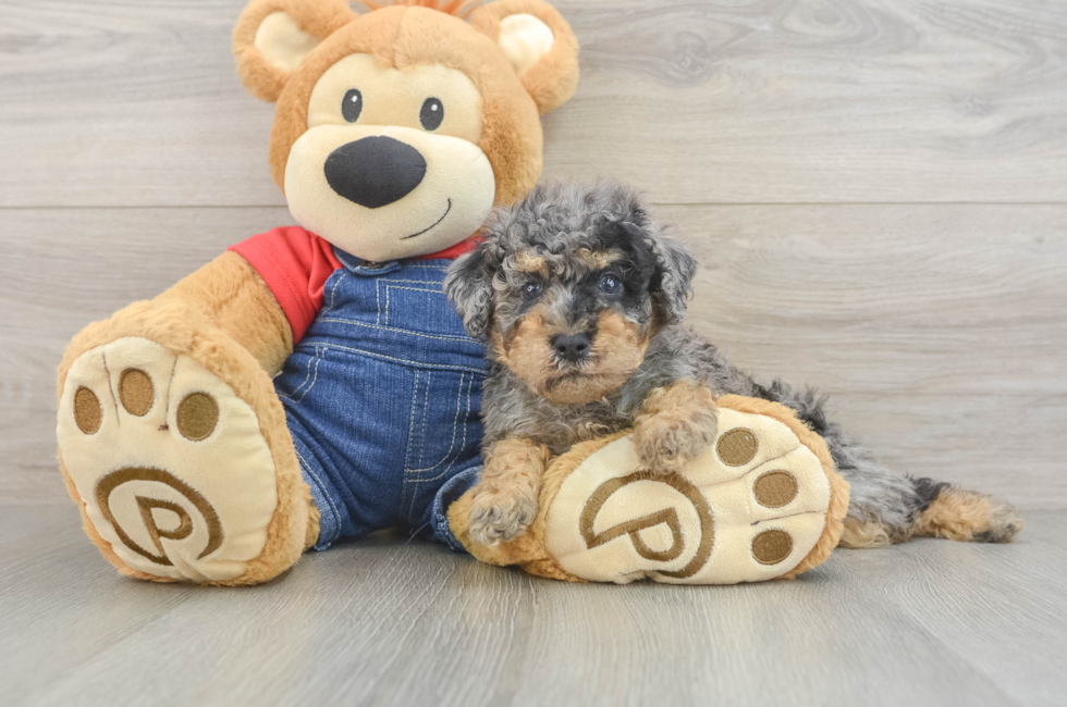 5 week old Poodle Puppy For Sale - Seaside Pups