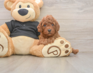 6 week old Poodle Puppy For Sale - Seaside Pups
