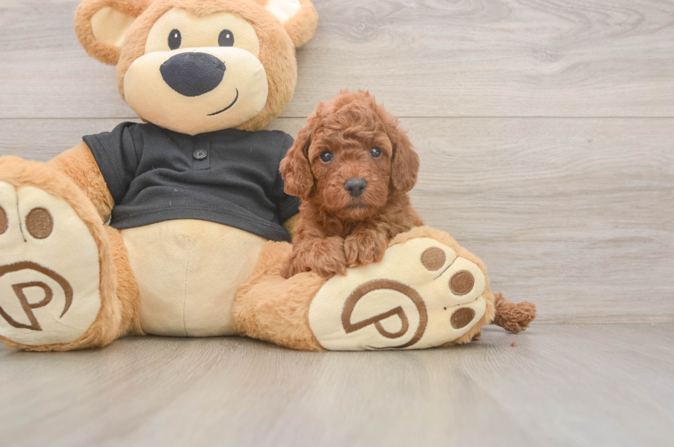 5 week old Poodle Puppy For Sale - Seaside Pups