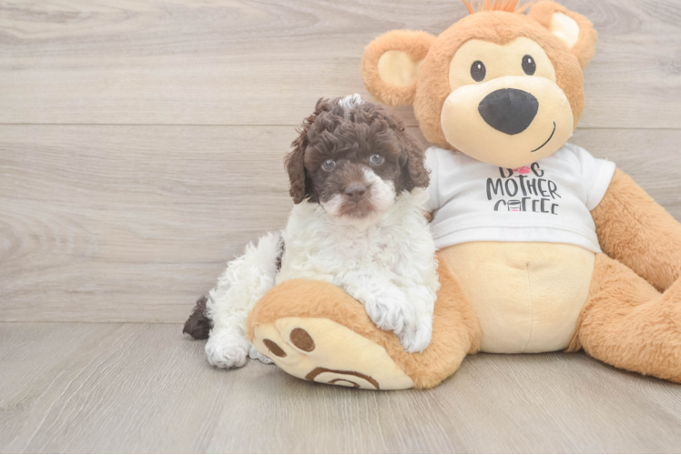 Poodle Pup Being Cute