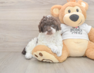 8 week old Poodle Puppy For Sale - Seaside Pups