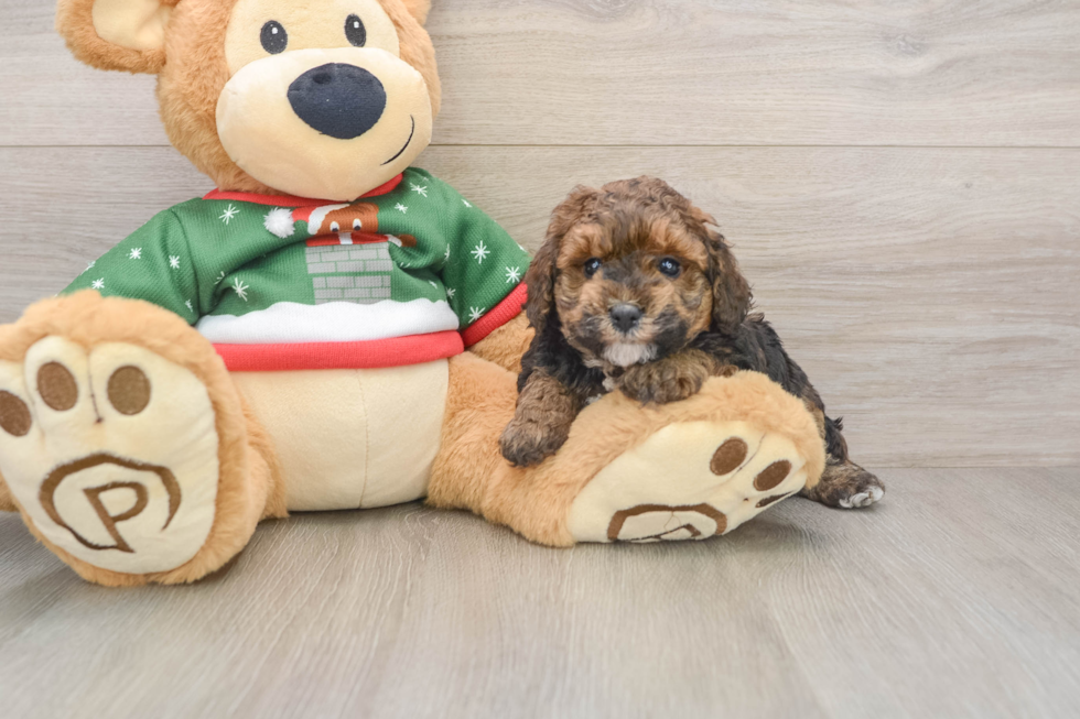 Hypoallergenic Poodle Baby