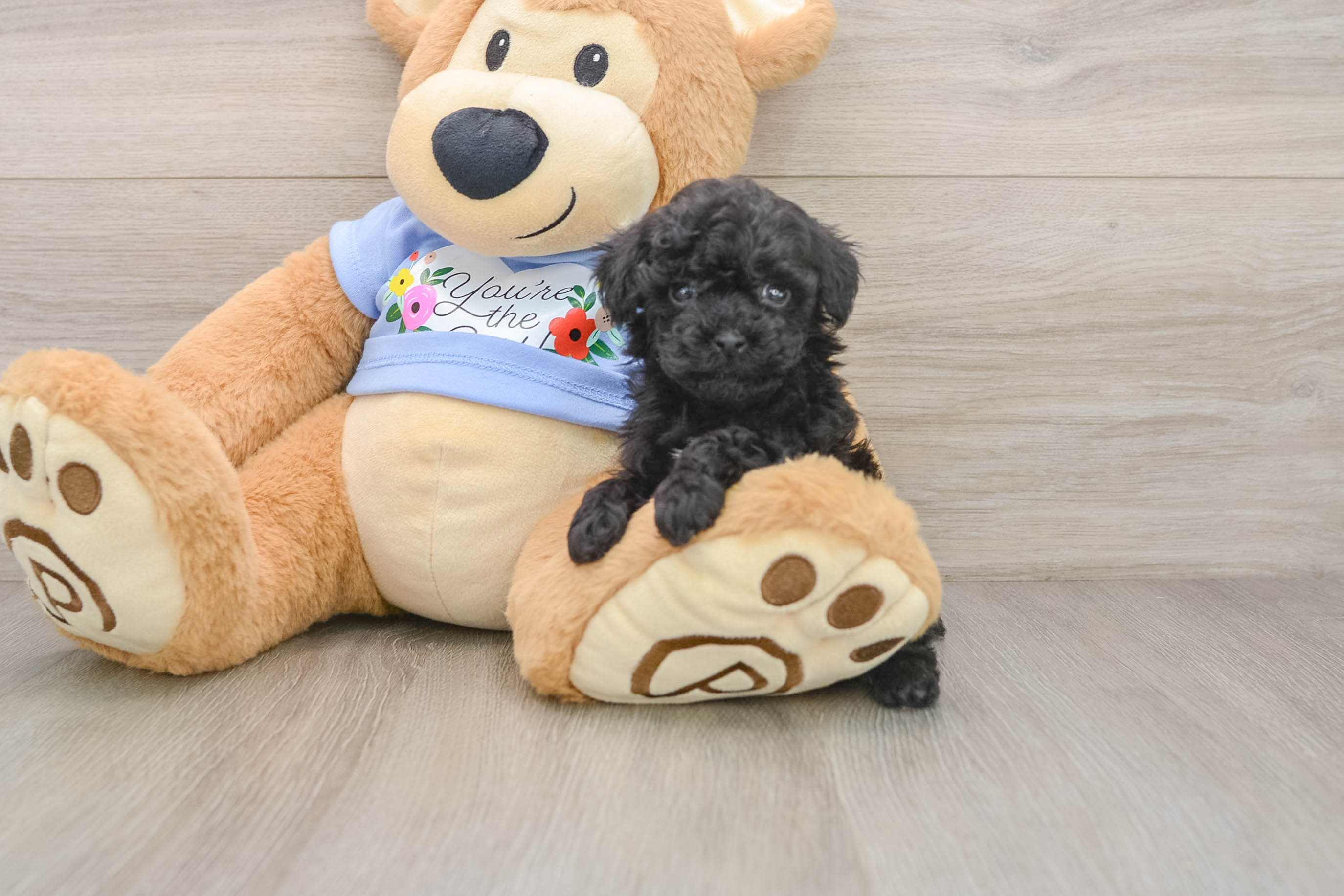 Energetic Pooodle Purebred Puppy