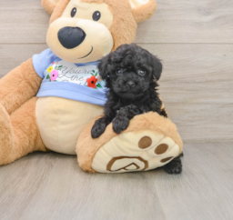 5 week old Poodle Puppy For Sale - Seaside Pups