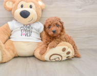 8 week old Poodle Puppy For Sale - Seaside Pups