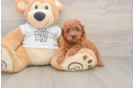 Poodle Pup Being Cute