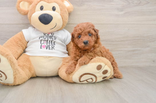 Poodle Pup Being Cute