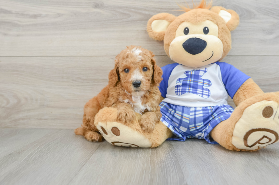 7 week old Poodle Puppy For Sale - Seaside Pups