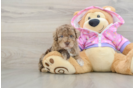 Little Poodle Purebred Pup