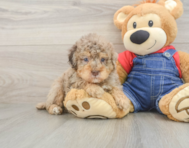 7 week old Poodle Puppy For Sale - Seaside Pups