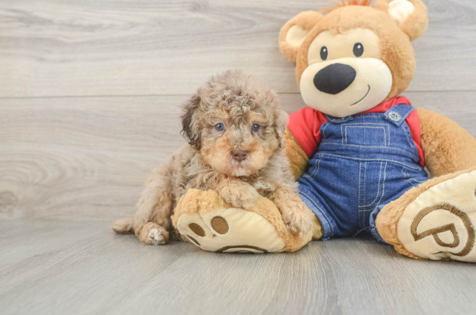 5 week old Poodle Puppy For Sale - Seaside Pups