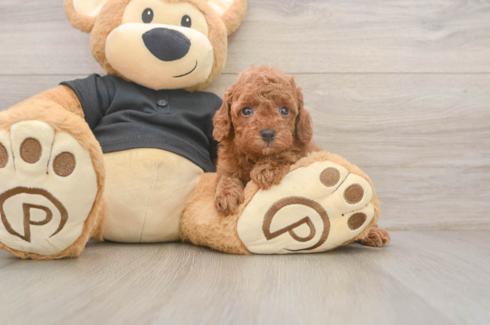 5 week old Poodle Puppy For Sale - Seaside Pups