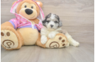 Smart Pooodle Purebred Puppy