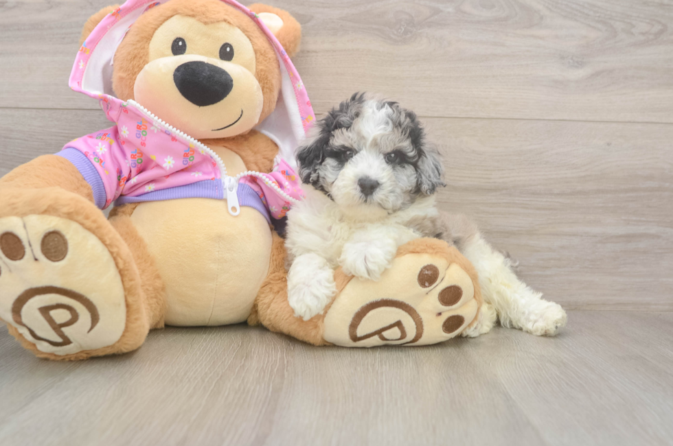 5 week old Poodle Puppy For Sale - Seaside Pups