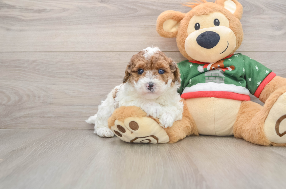 5 week old Poodle Puppy For Sale - Seaside Pups