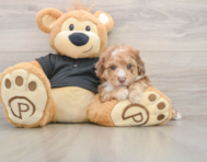 6 week old Poodle Puppy For Sale - Seaside Pups