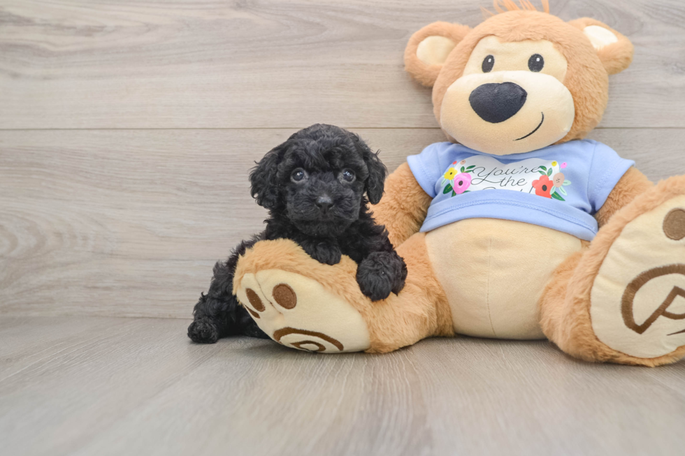 Best Poodle Baby