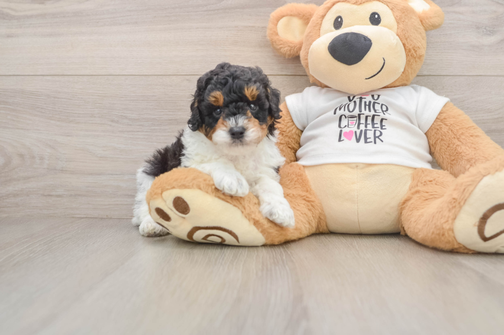 Funny Poodle Purebred Pup