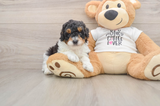 Funny Poodle Purebred Pup
