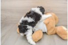 Poodle Pup Being Cute
