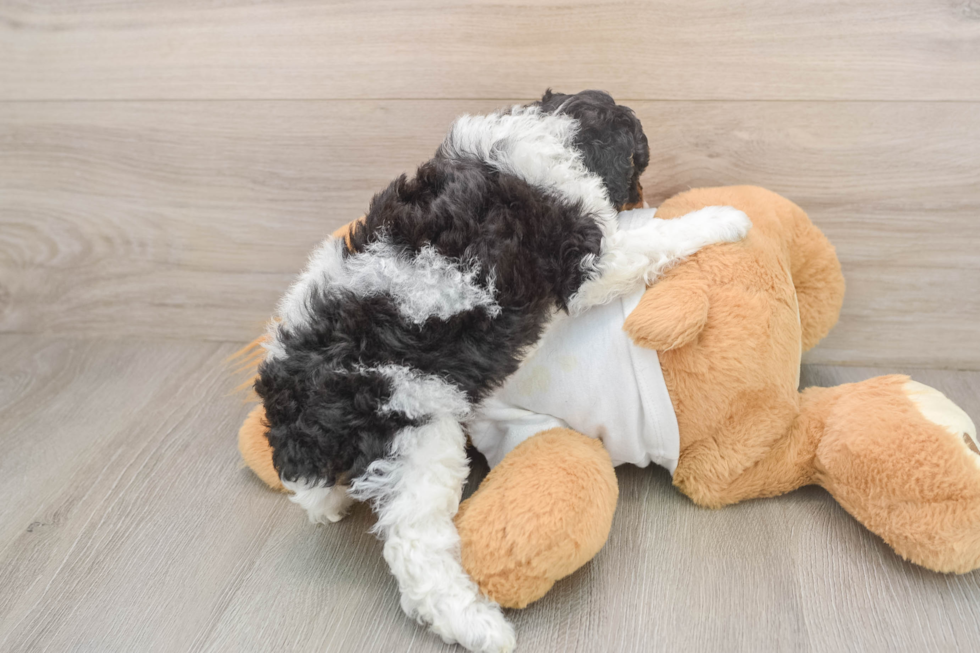 Poodle Pup Being Cute