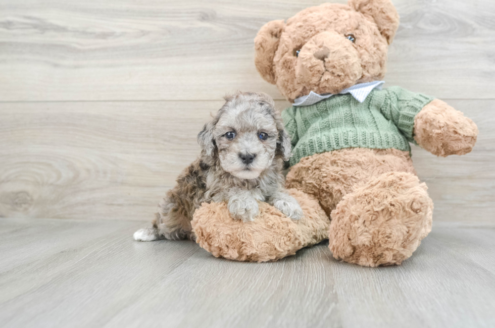7 week old Poodle Puppy For Sale - Seaside Pups