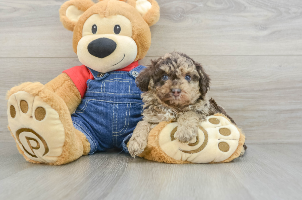 5 week old Poodle Puppy For Sale - Seaside Pups