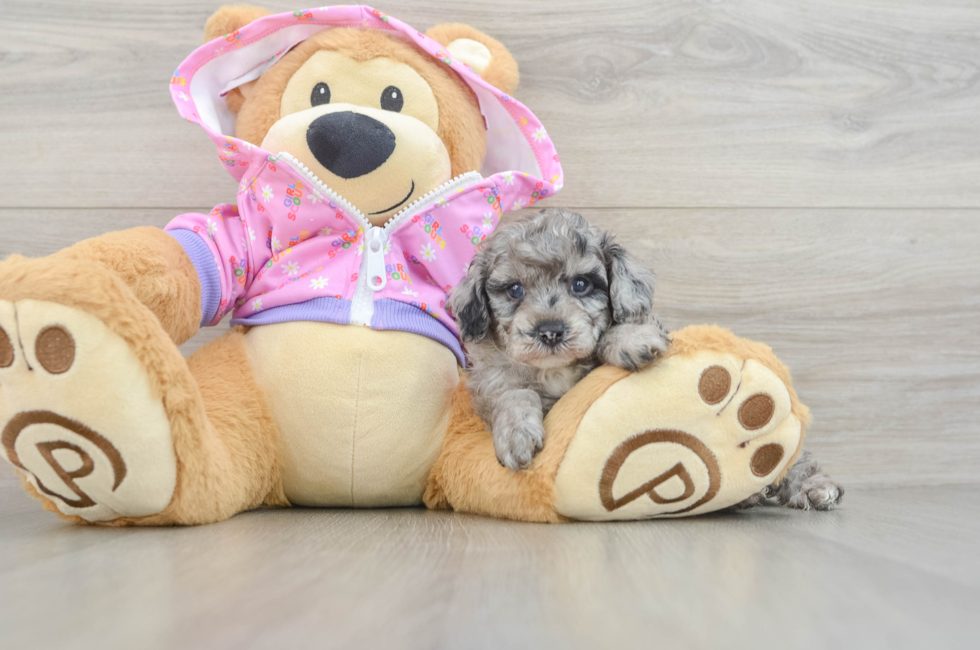 5 week old Poodle Puppy For Sale - Seaside Pups