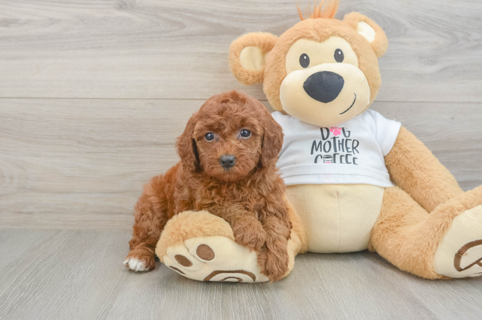 6 week old Poodle Puppy For Sale - Seaside Pups