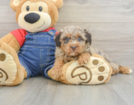 7 week old Poodle Puppy For Sale - Seaside Pups