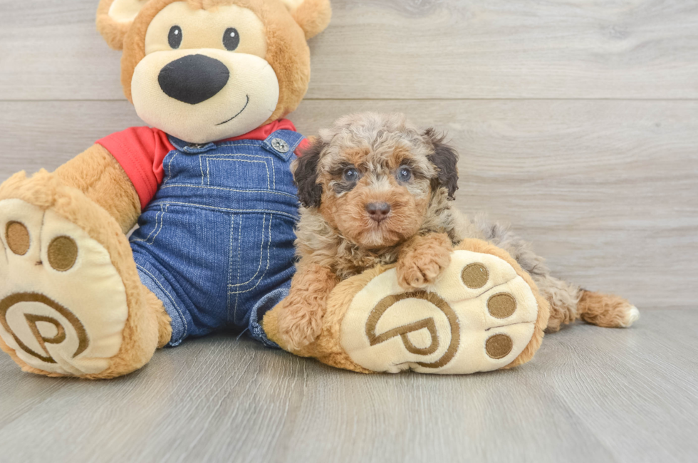 5 week old Poodle Puppy For Sale - Seaside Pups