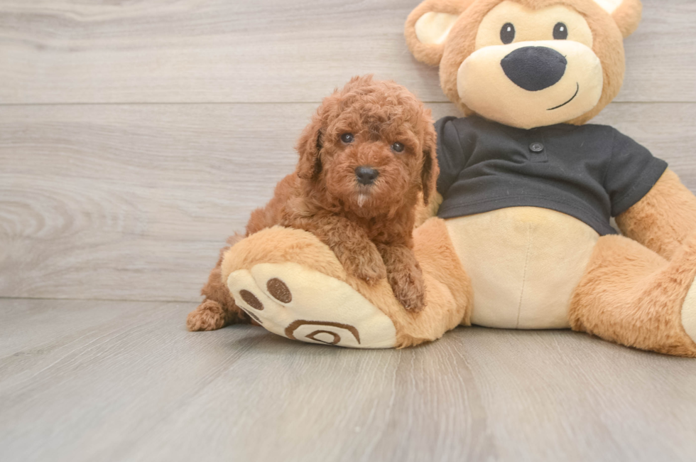 5 week old Poodle Puppy For Sale - Seaside Pups