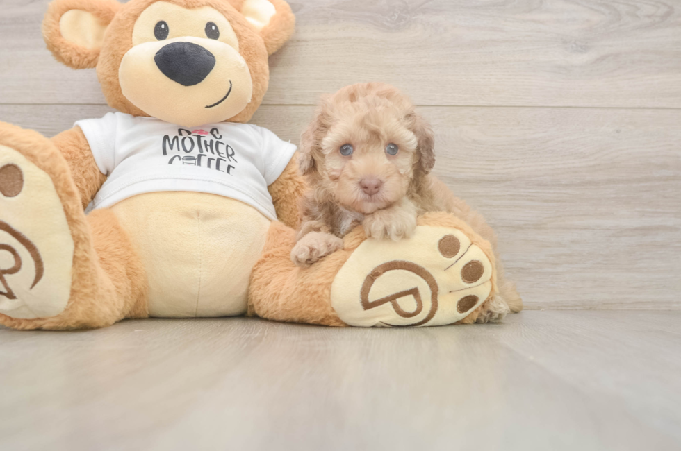 5 week old Poodle Puppy For Sale - Seaside Pups