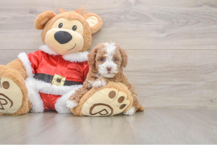 Poodle Pup Being Cute