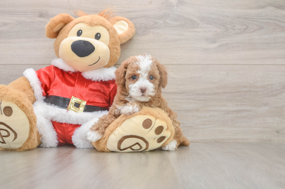 5 week old Poodle Puppy For Sale - Seaside Pups