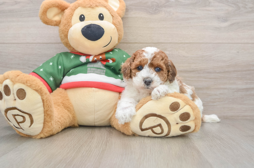 5 week old Poodle Puppy For Sale - Seaside Pups