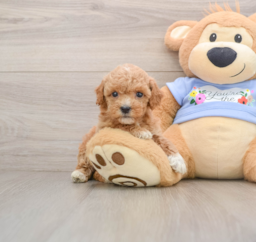 6 week old Poodle Puppy For Sale - Seaside Pups
