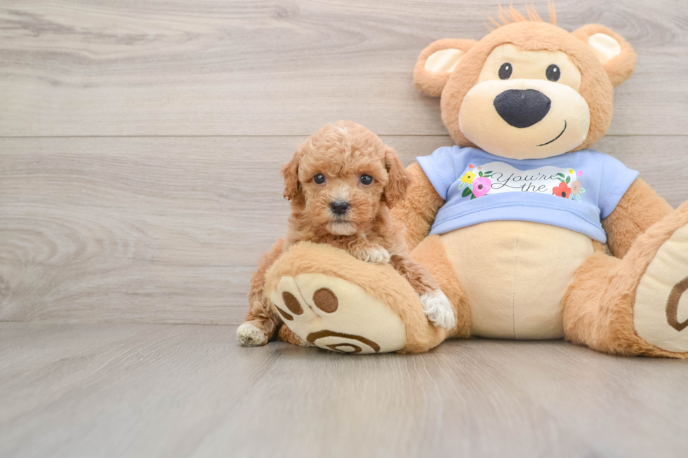 Energetic Pooodle Purebred Puppy
